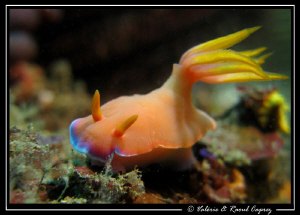 Hypselodoris bullockii by Raoul Caprez 